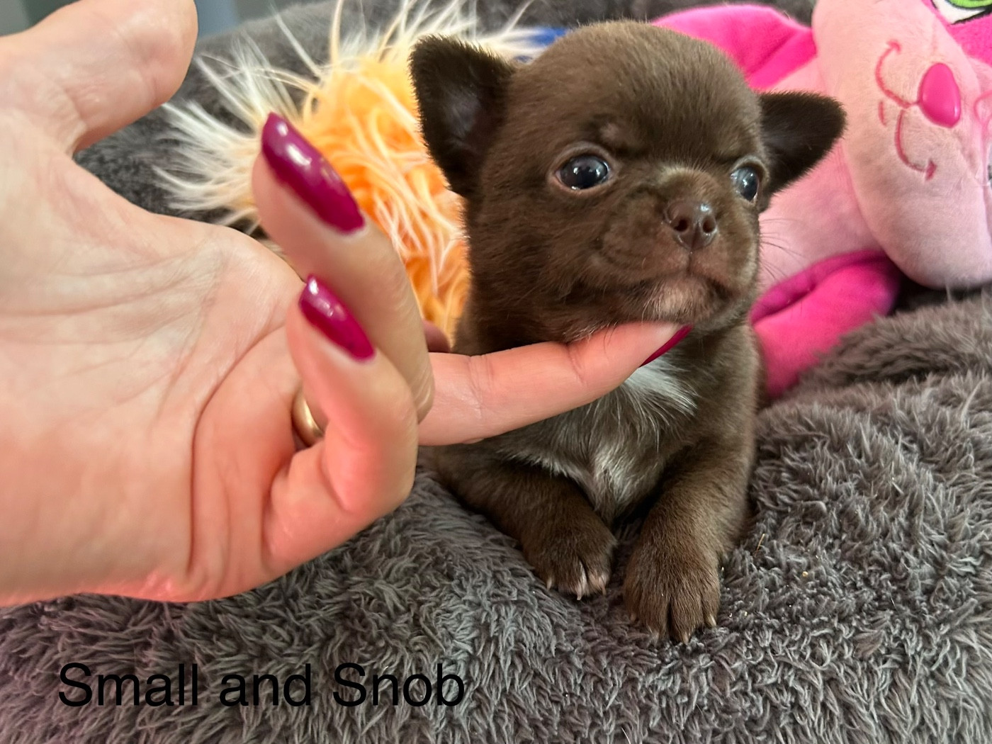 Small And Snob - Chiots disponibles - Chihuahua