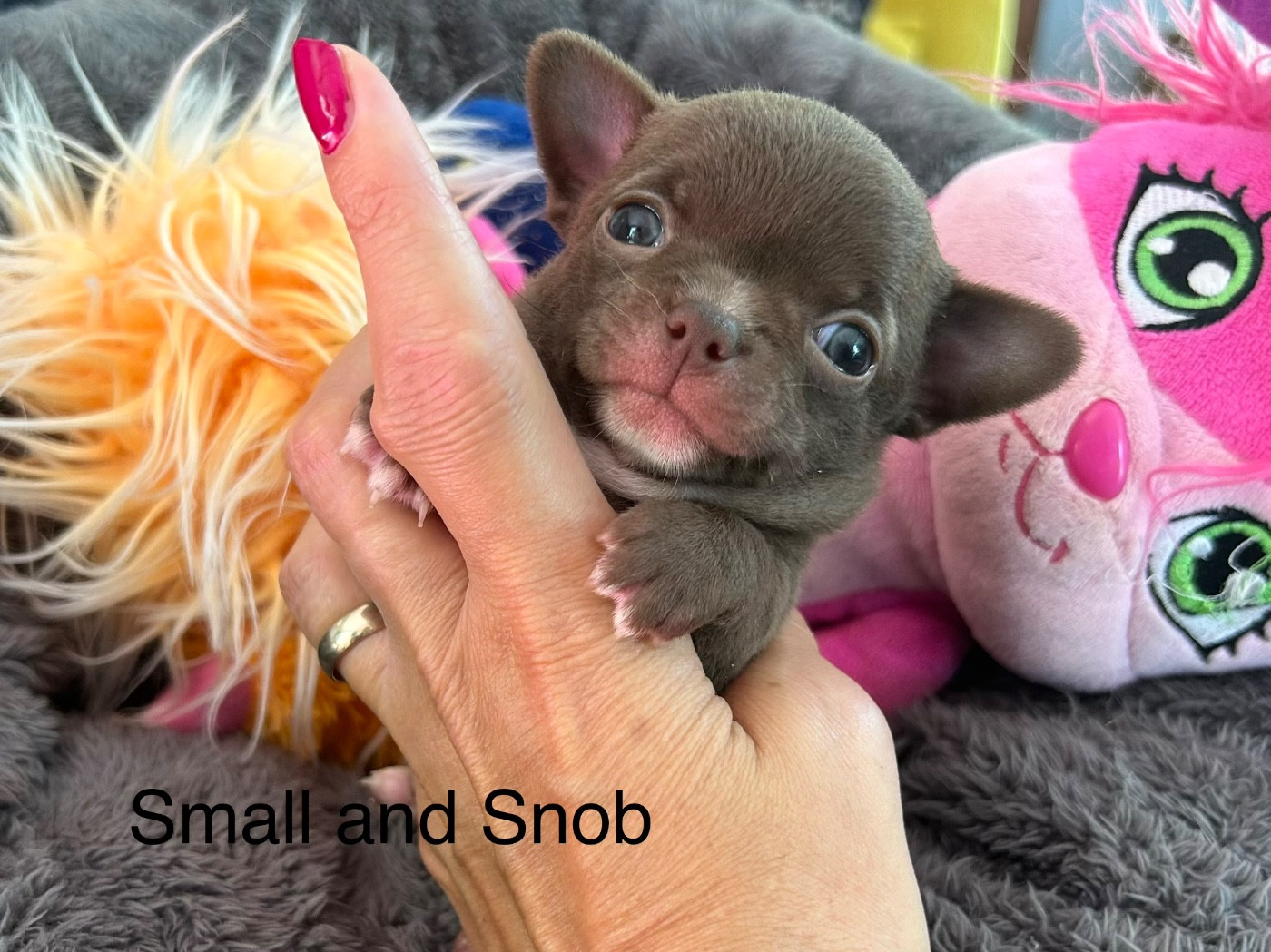 Small And Snob - Chiots disponibles - Chihuahua