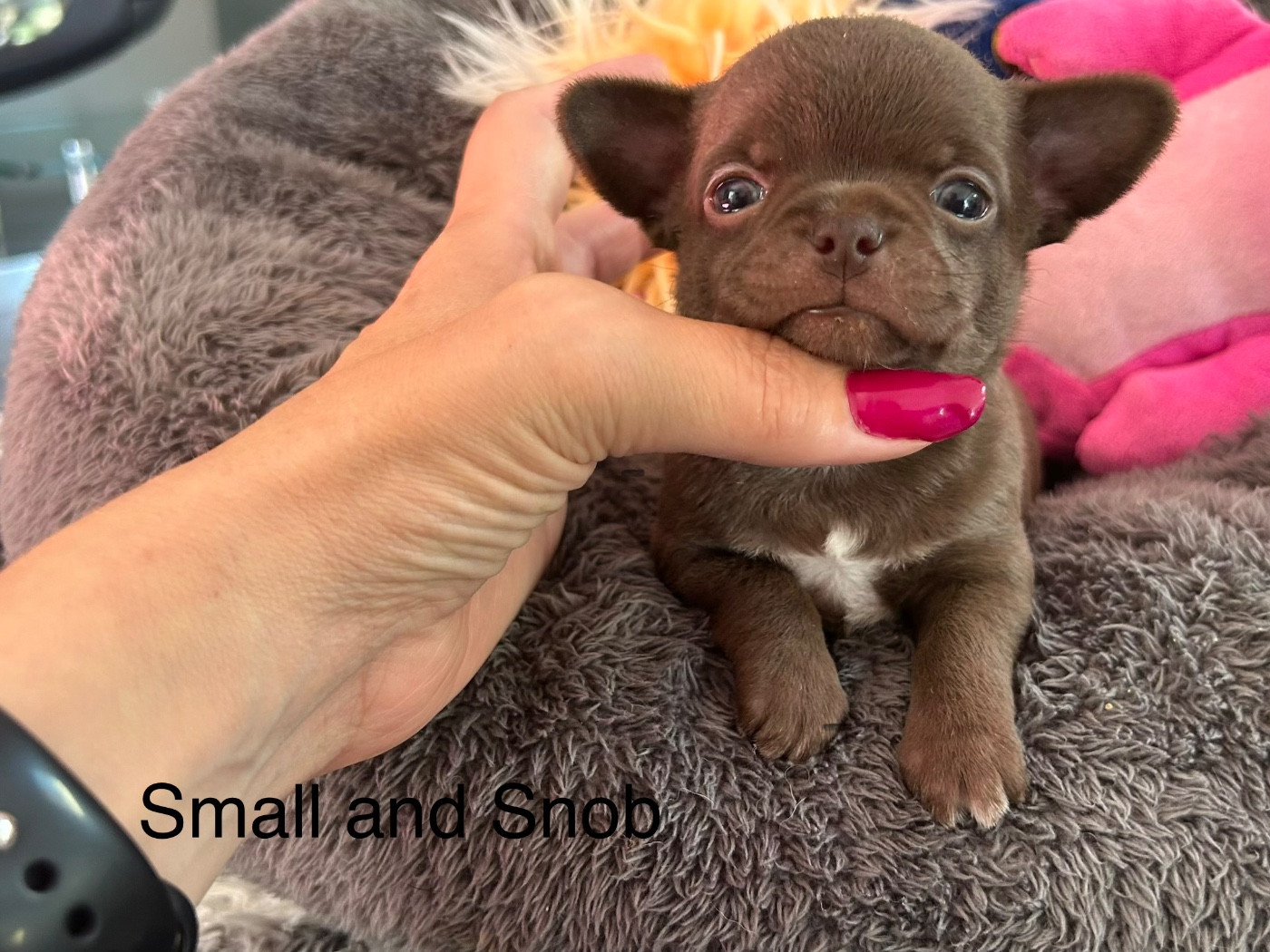Small And Snob - Chiots disponibles - Chihuahua