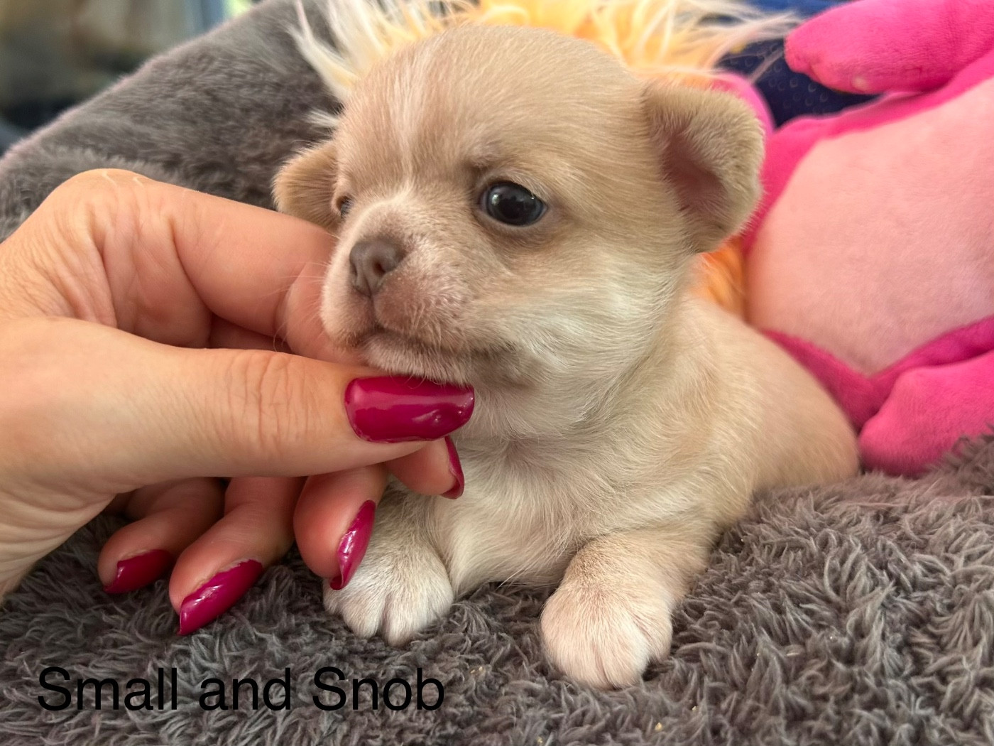 Small And Snob - Chiots disponibles - Chihuahua
