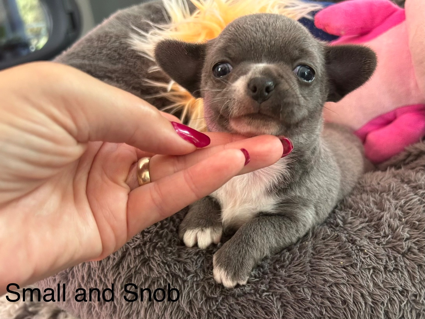Small And Snob - Chiots disponibles - Chihuahua