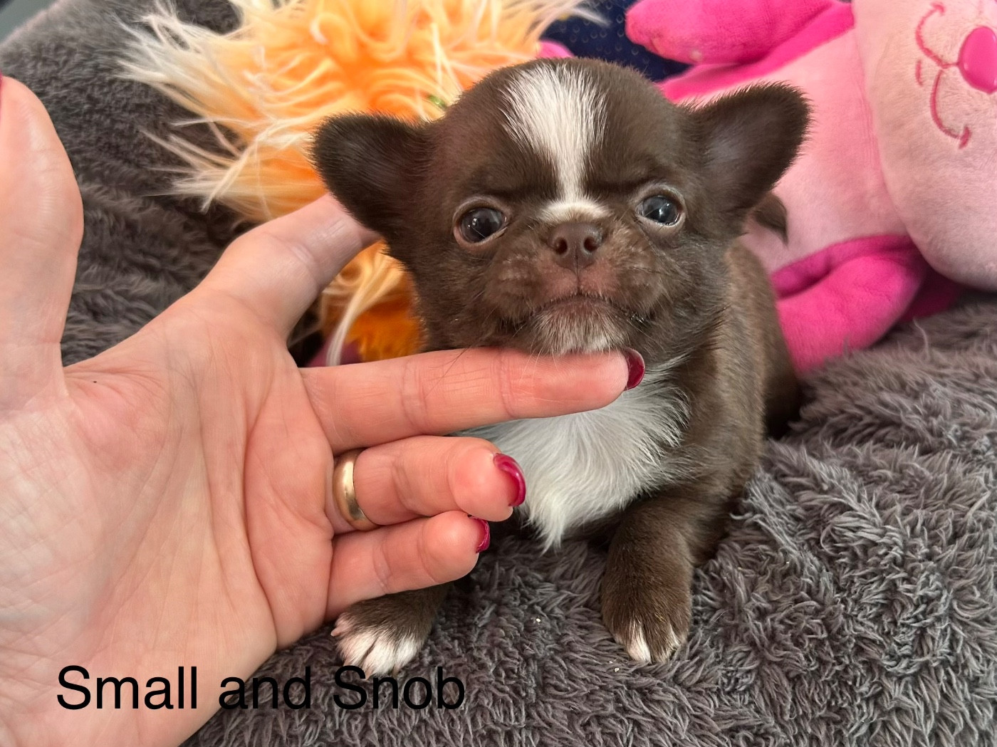 Small And Snob - Chiots disponibles - Chihuahua