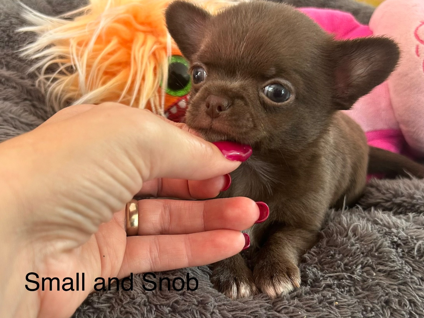 Small And Snob - Chiots disponibles - Chihuahua