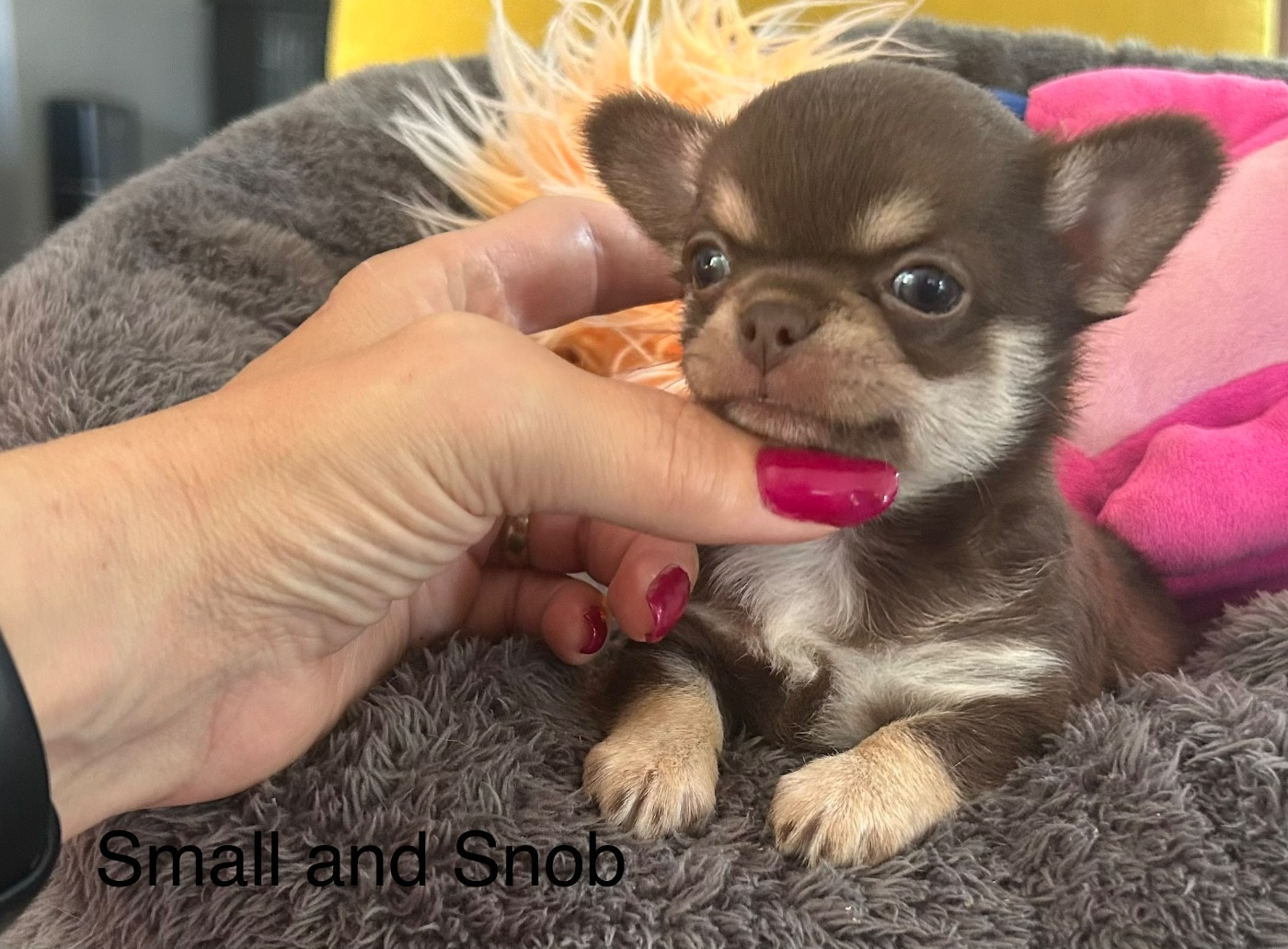 Small And Snob - Chiots disponibles - Chihuahua