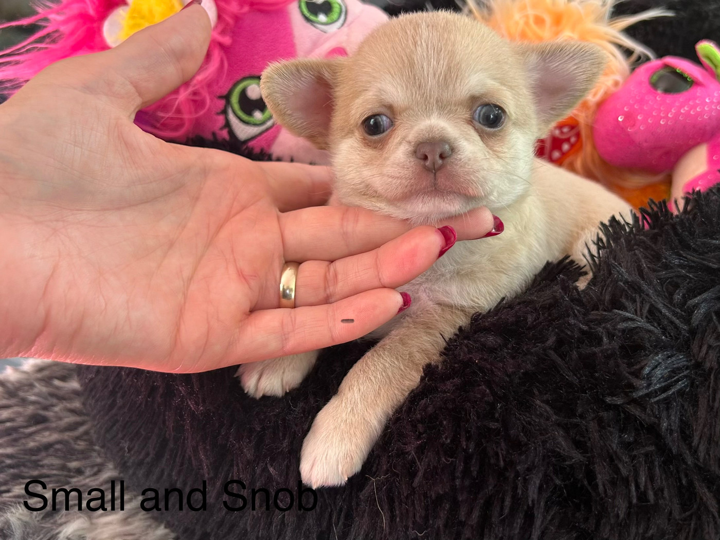 Small And Snob - Chiots disponibles - Chihuahua