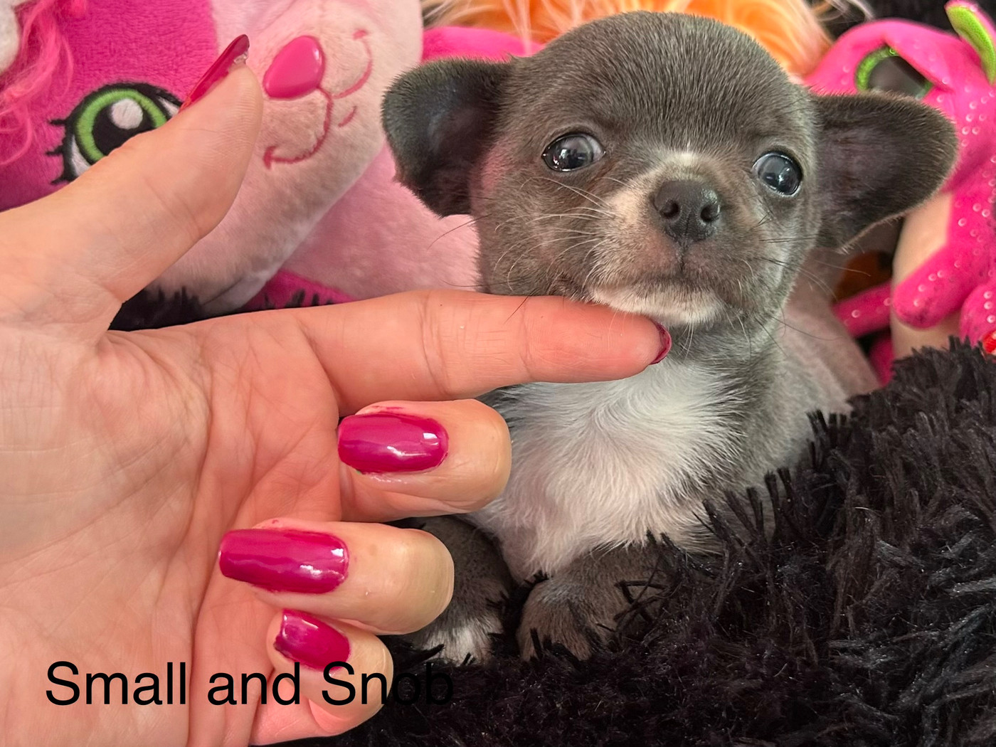 Small And Snob - Chiots disponibles - Chihuahua