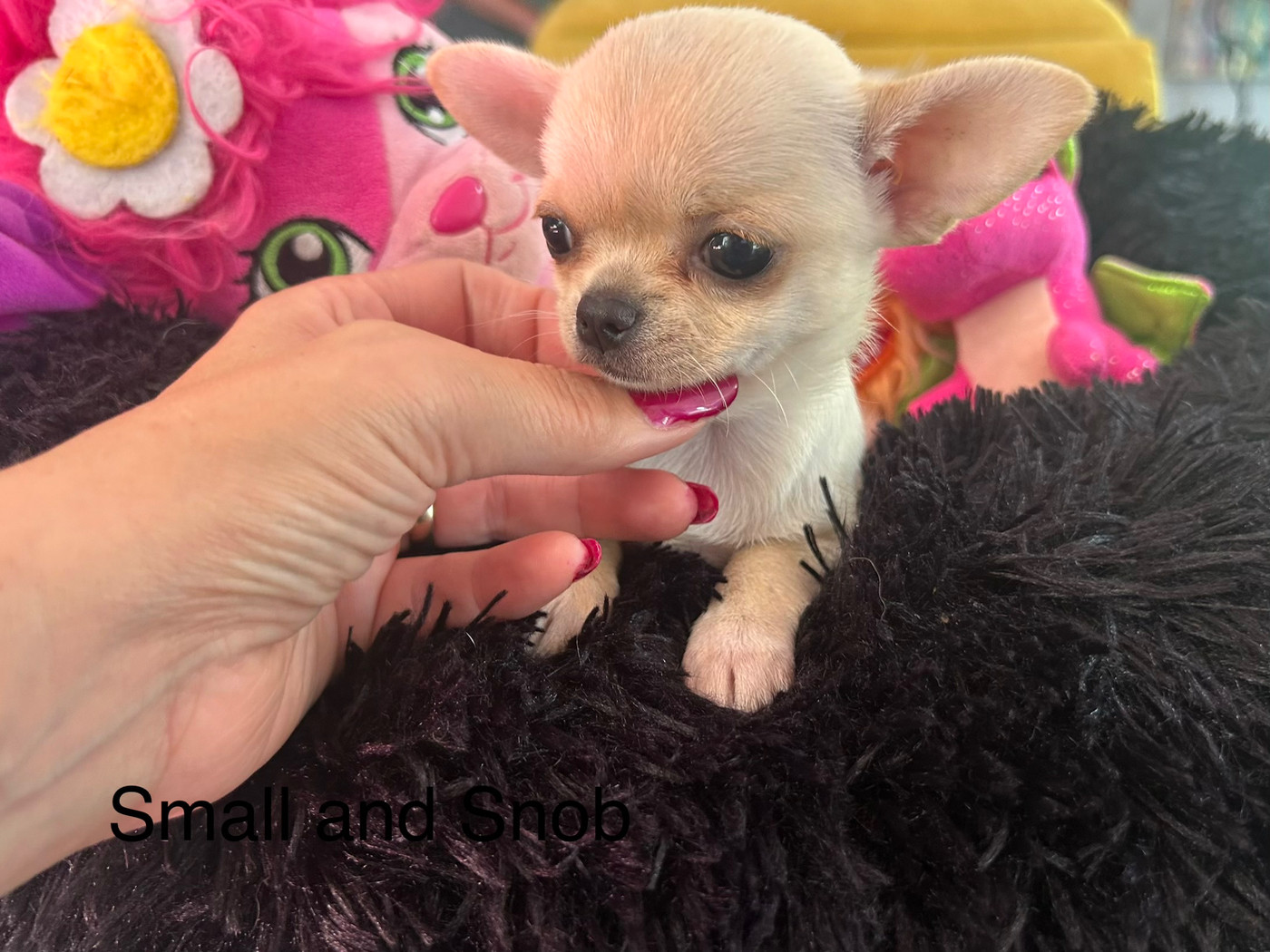 Small And Snob - Chiots disponibles - Chihuahua