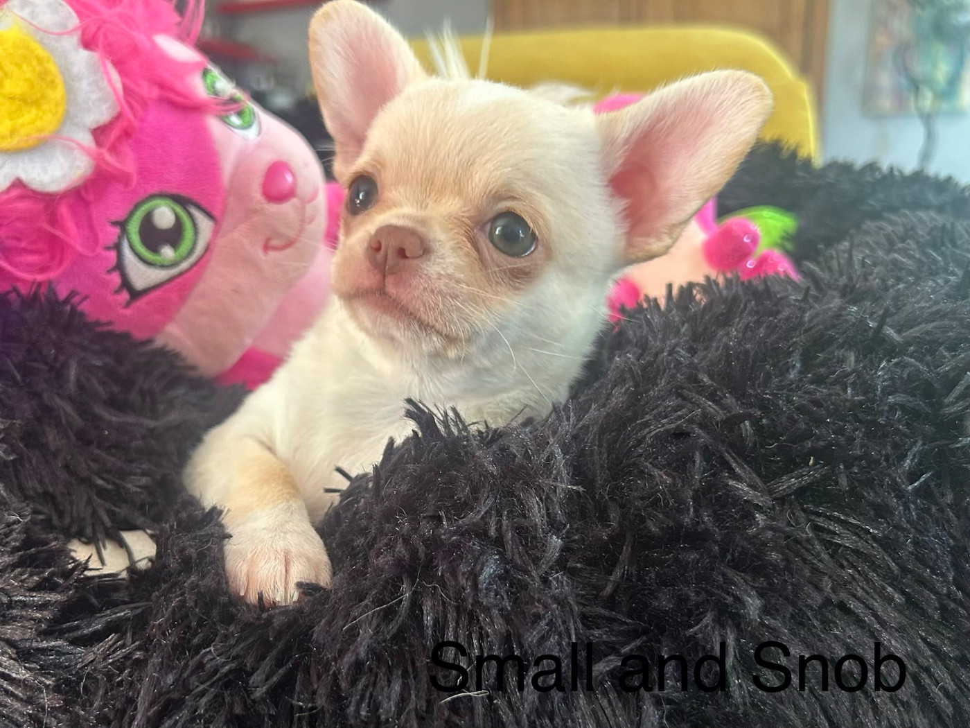 Small And Snob - Chiots disponibles - Chihuahua