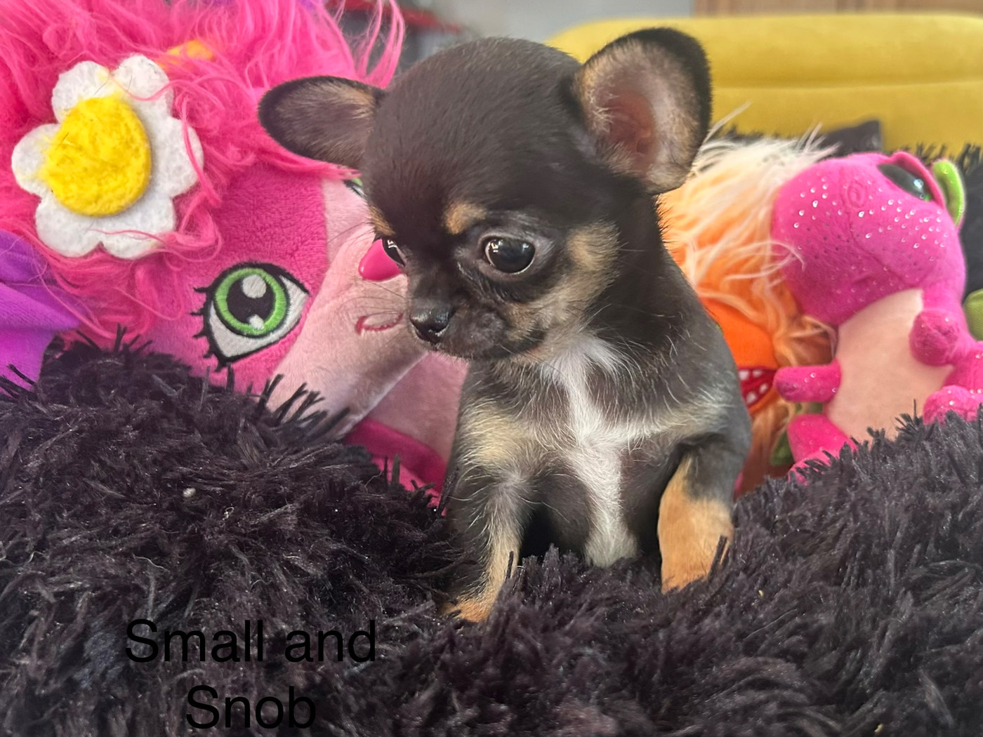 Small And Snob - Chiots disponibles - Chihuahua