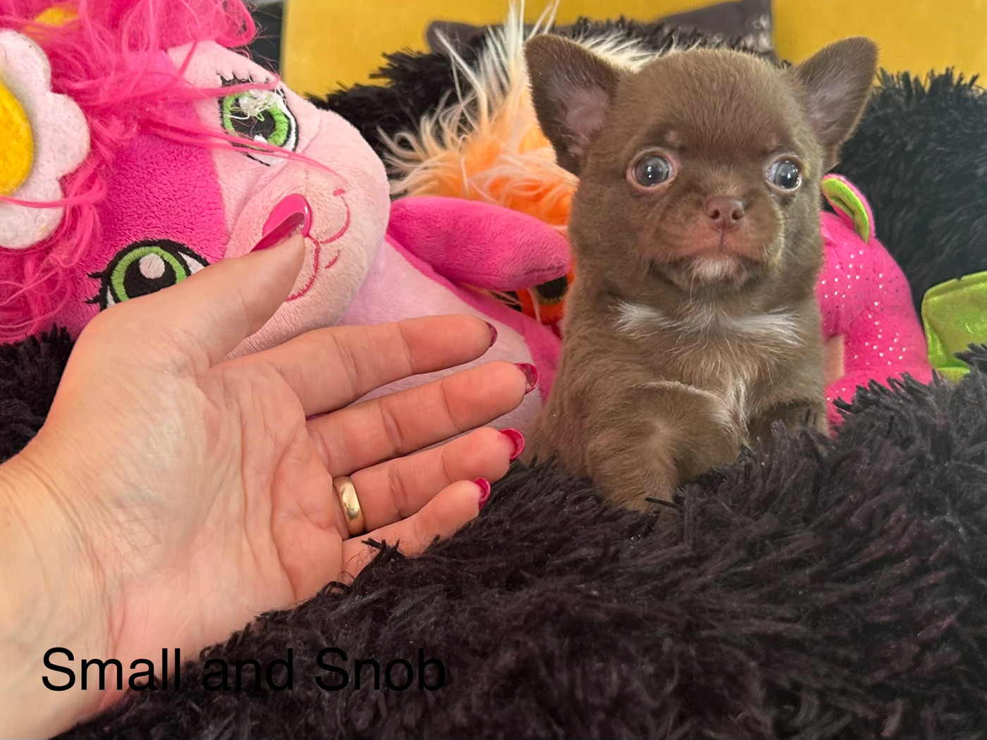 Small And Snob - Chiots disponibles - Chihuahua