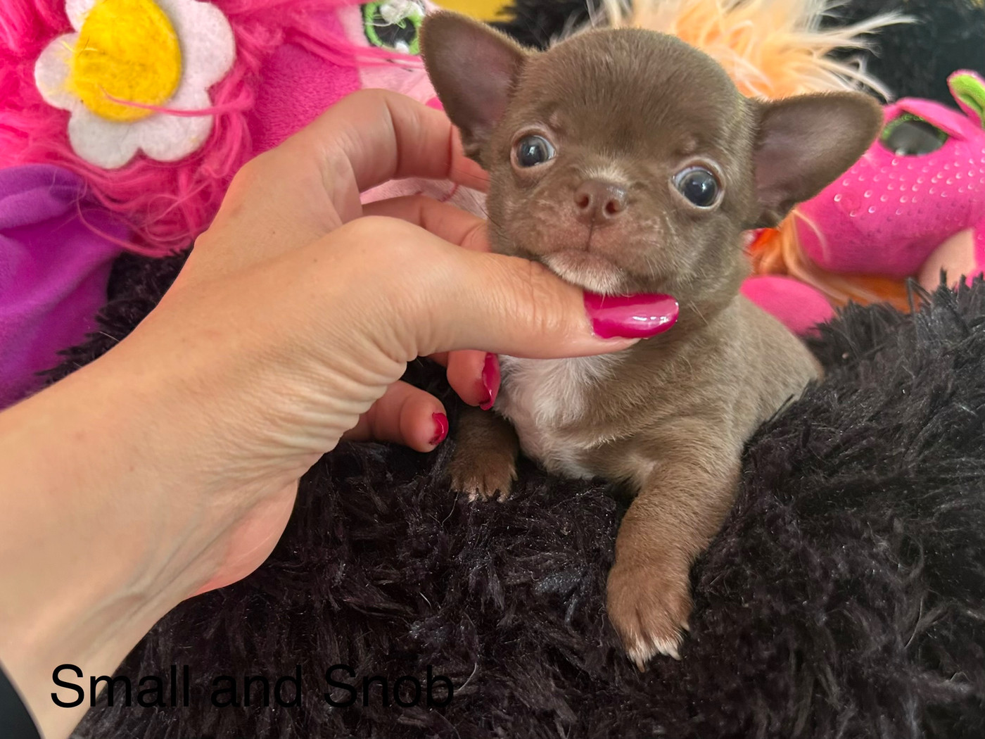 Small And Snob - Chiots disponibles - Chihuahua