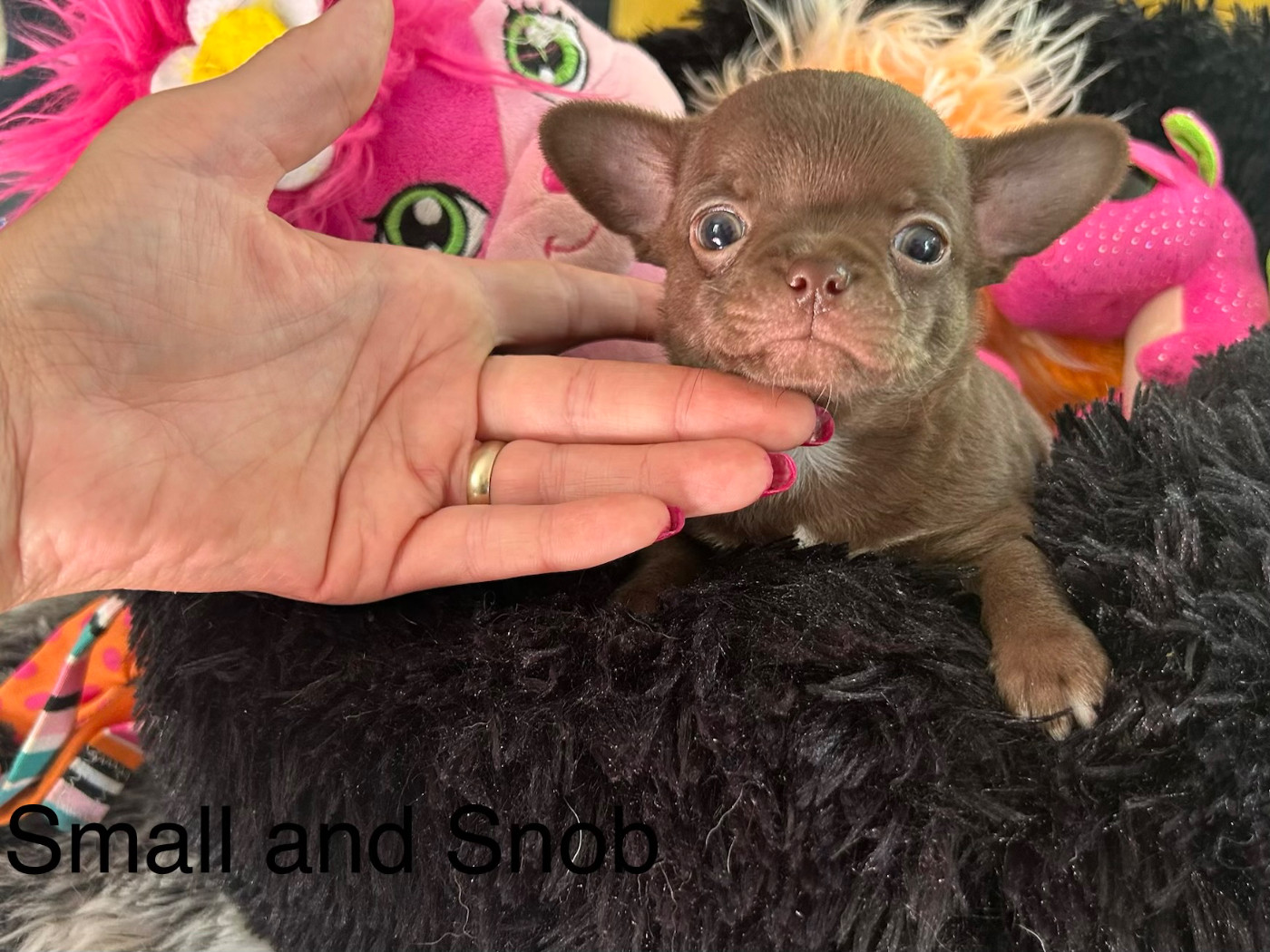 Small And Snob - Chiots disponibles - Chihuahua