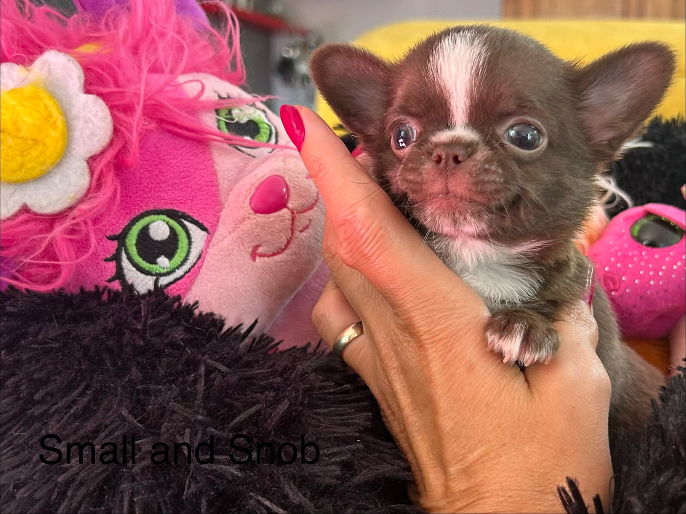 Small And Snob - Chiots disponibles - Chihuahua