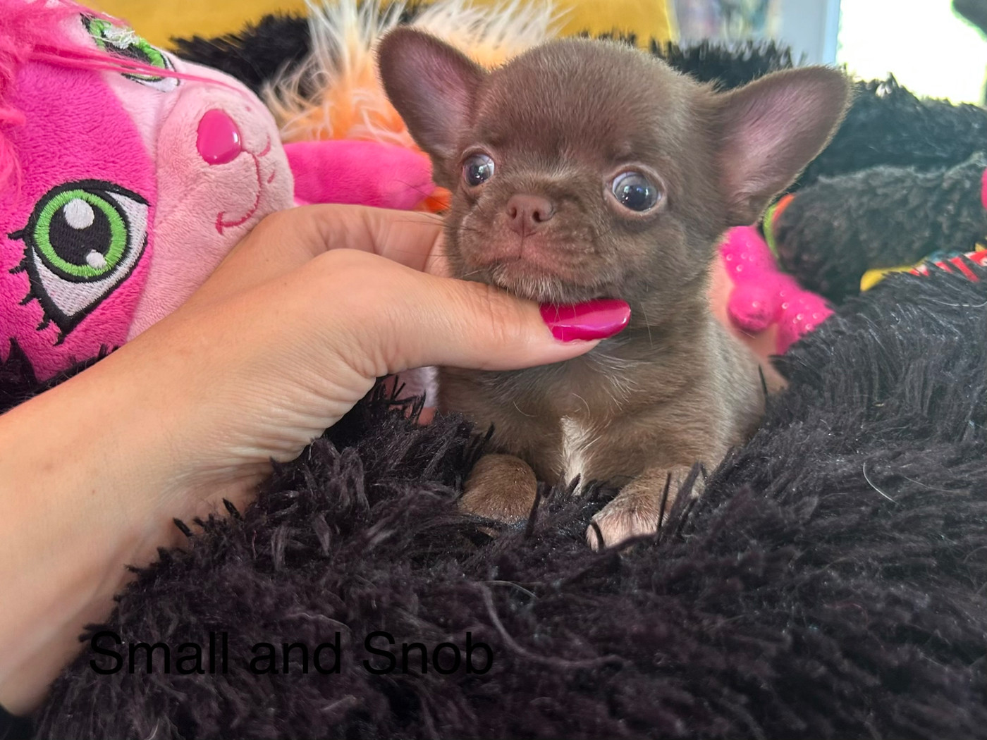 Small And Snob - Chiots disponibles - Chihuahua