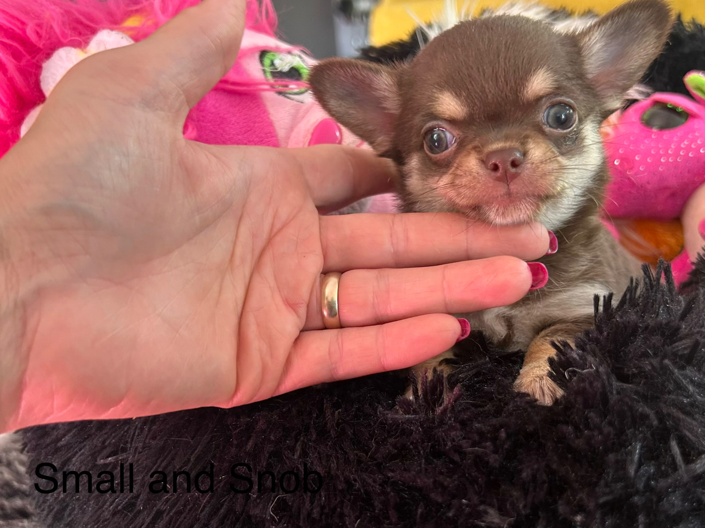 Small And Snob - Chiots disponibles - Chihuahua