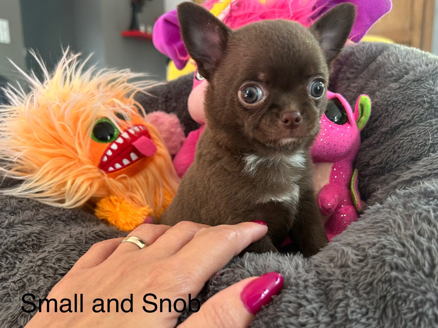 Small And Snob - Chiots disponibles - Chihuahua