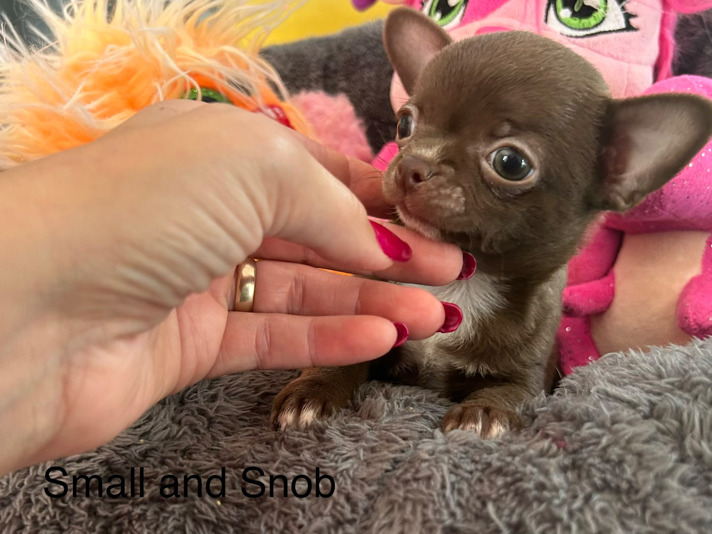 Small And Snob - Chihuahua - Portée née le 22/08/2026
