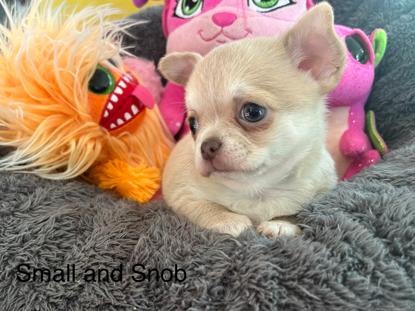Small And Snob - Chiots disponibles - Chihuahua
