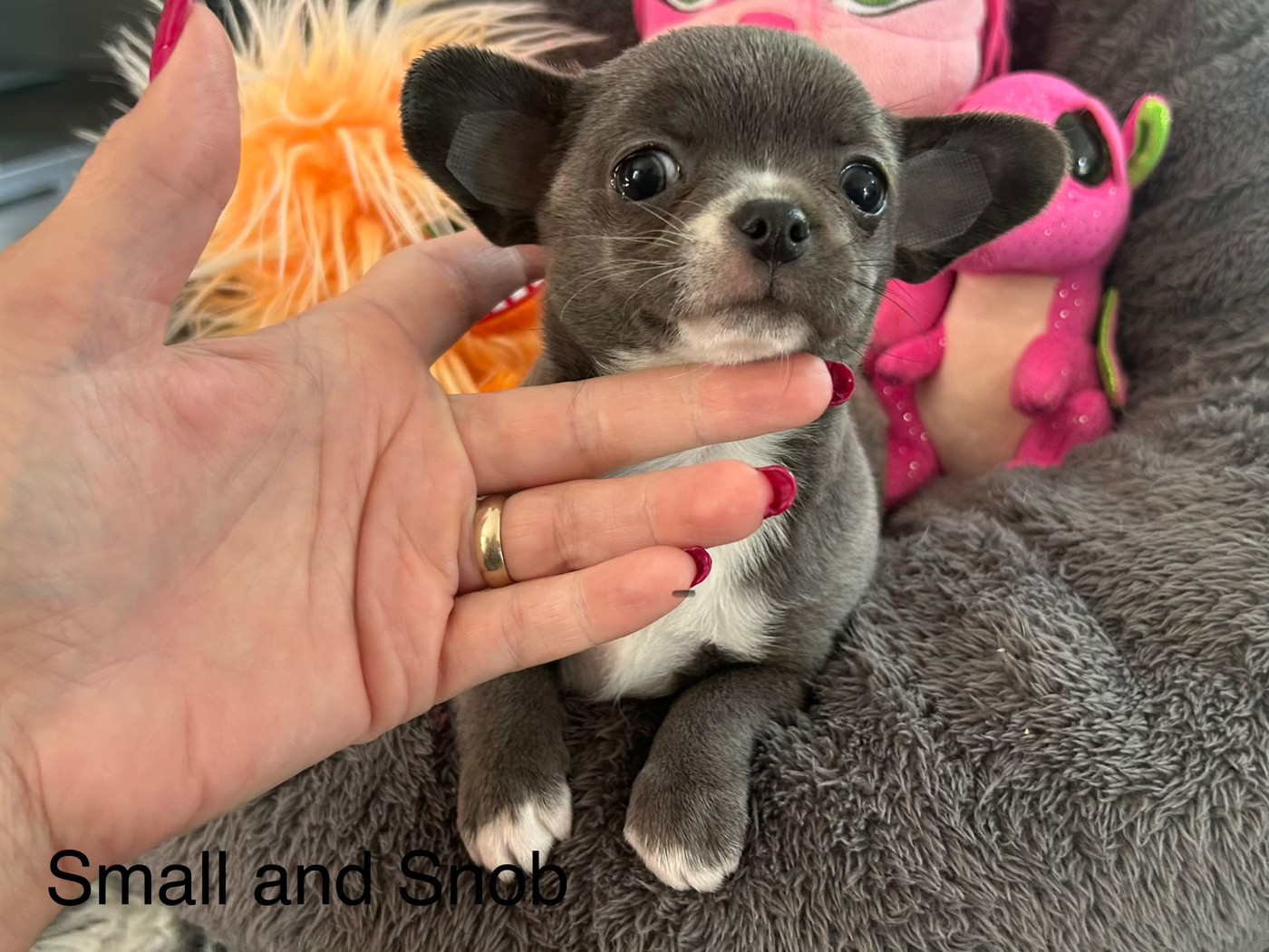 Small And Snob - Chiots disponibles - Chihuahua