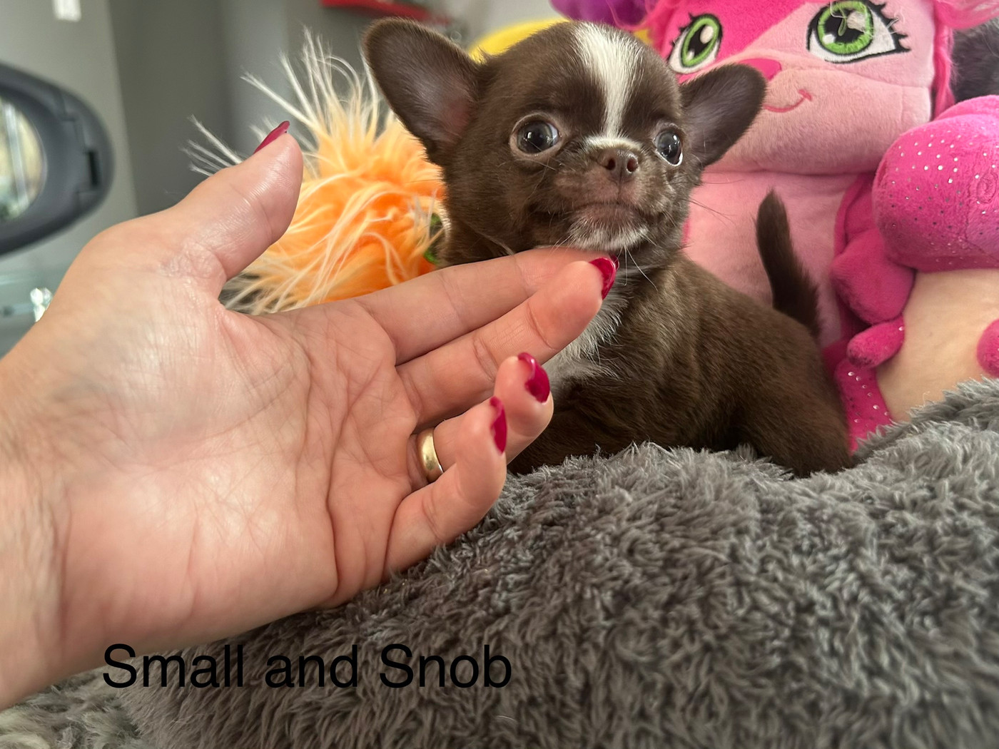 Small And Snob - Chiots disponibles - Chihuahua