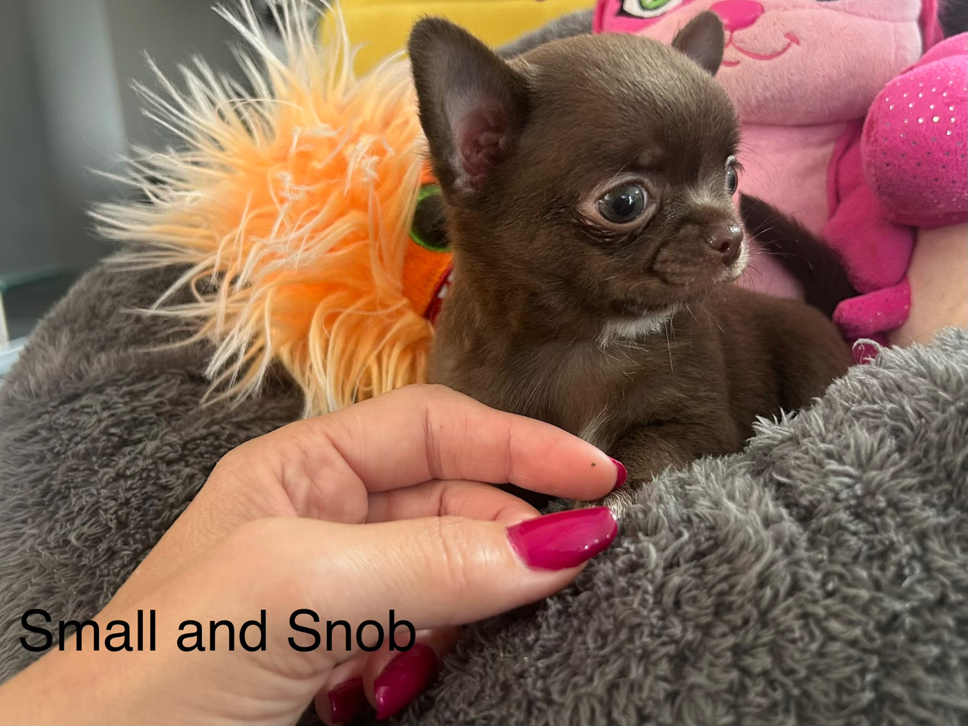 Small And Snob - Chiots disponibles - Chihuahua