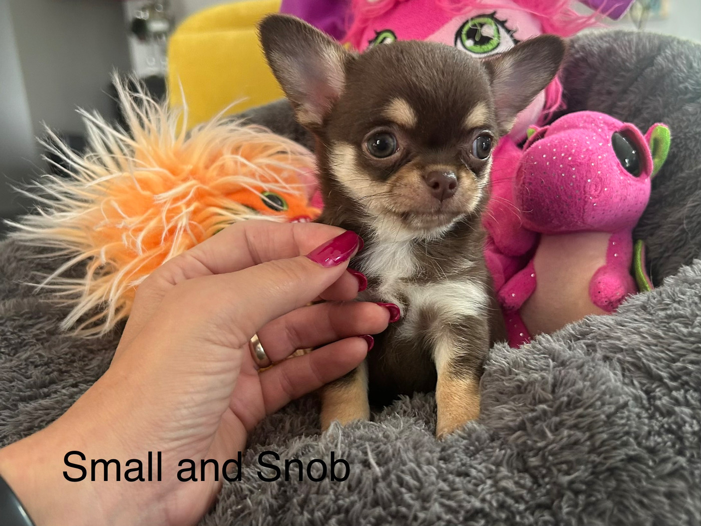 Small And Snob - Chiots disponibles - Chihuahua