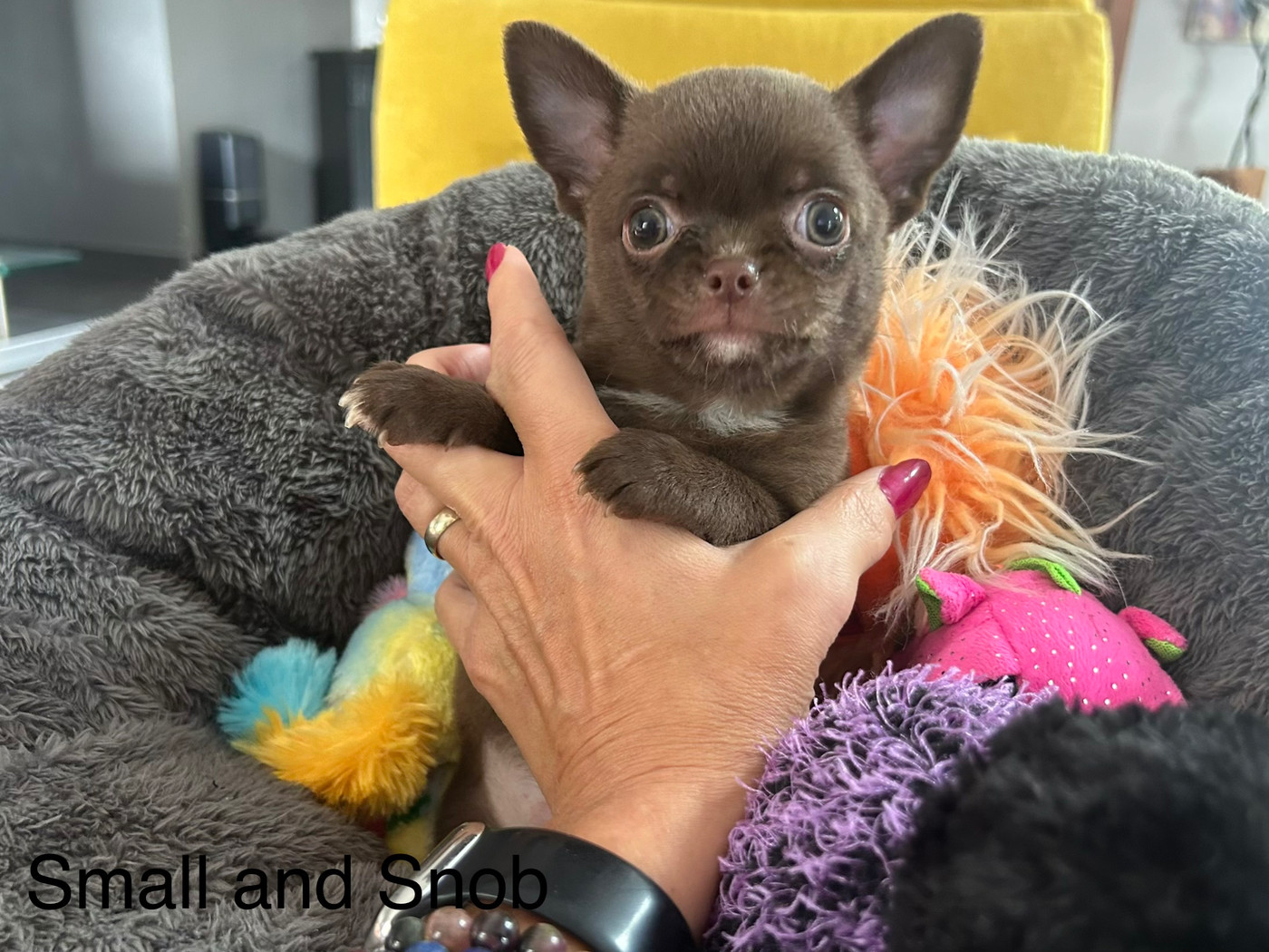Small And Snob - Chiots disponibles - Chihuahua