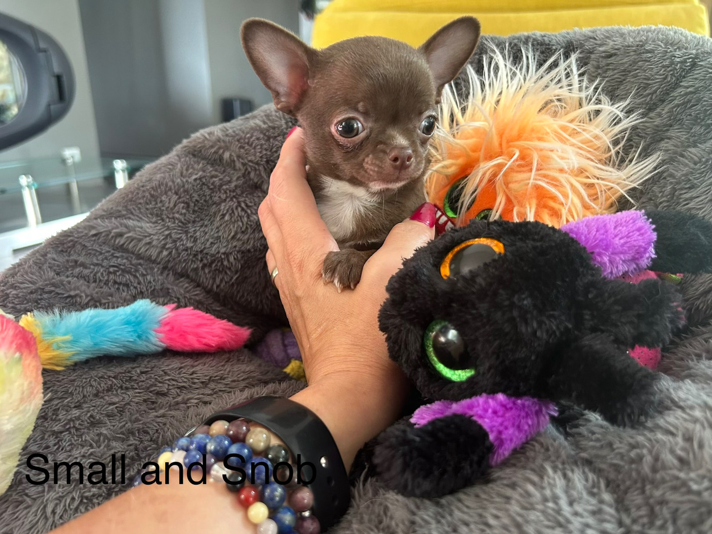 Small And Snob - Chiots disponibles - Chihuahua