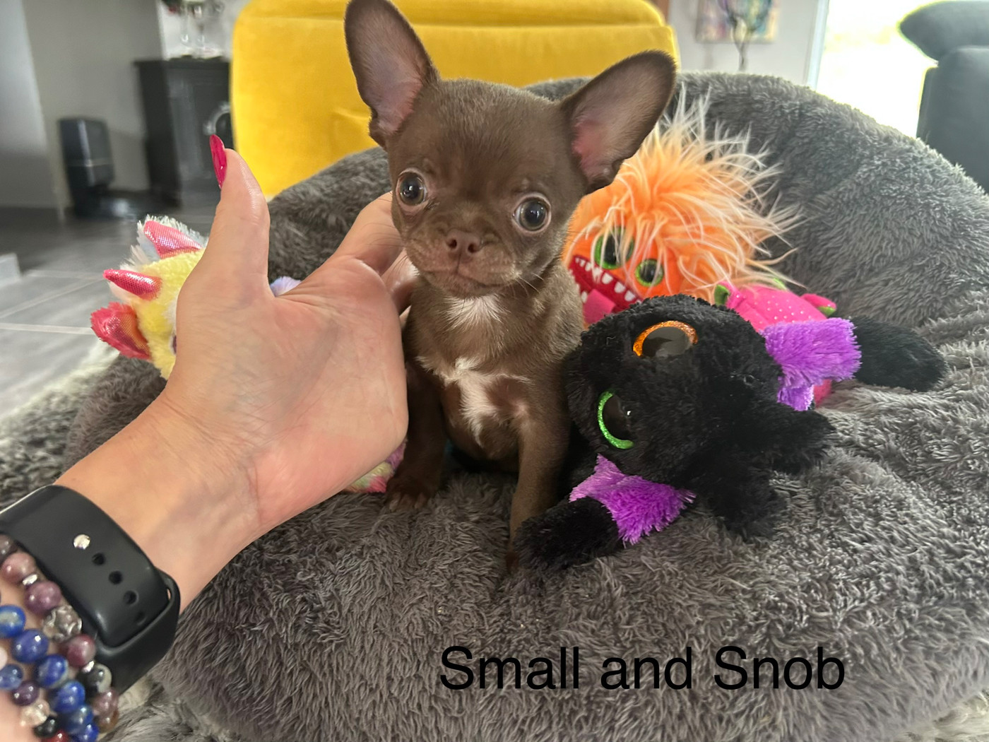 Small And Snob - Chiots disponibles - Chihuahua