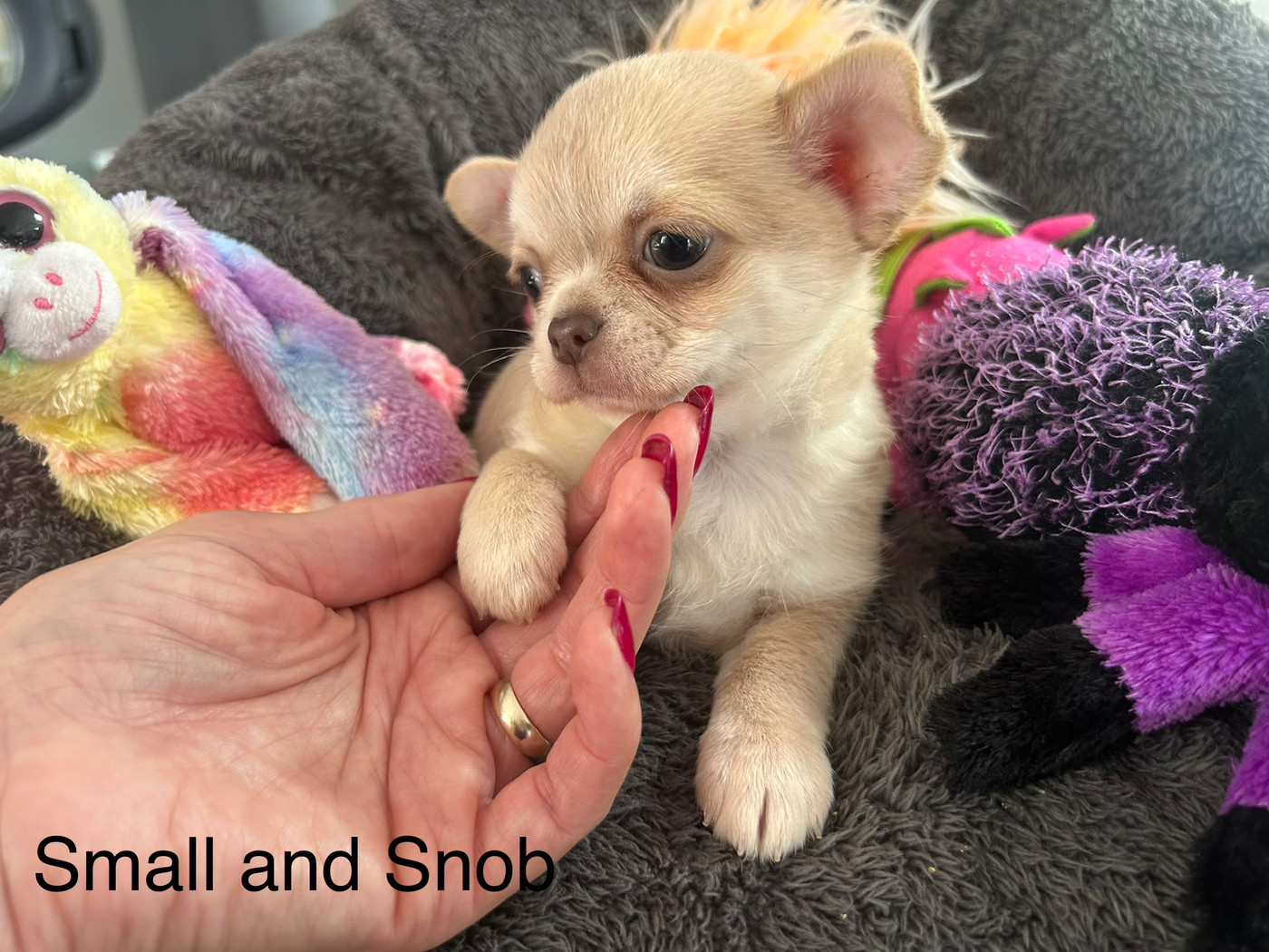 Small And Snob - Chiots disponibles - Chihuahua