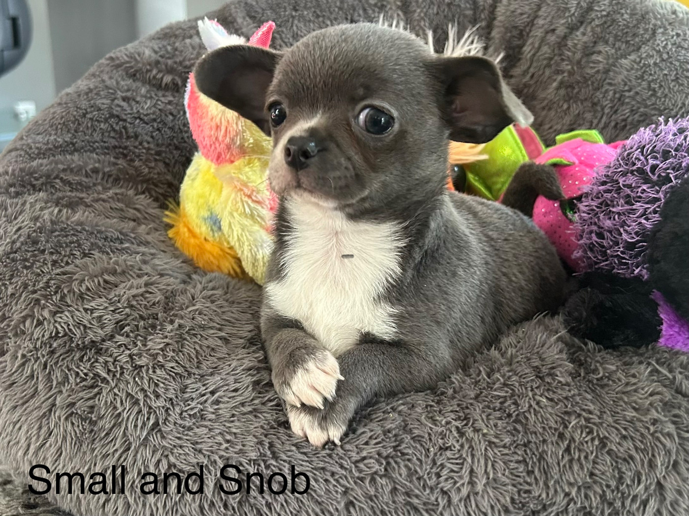 Small And Snob - Chiots disponibles - Chihuahua