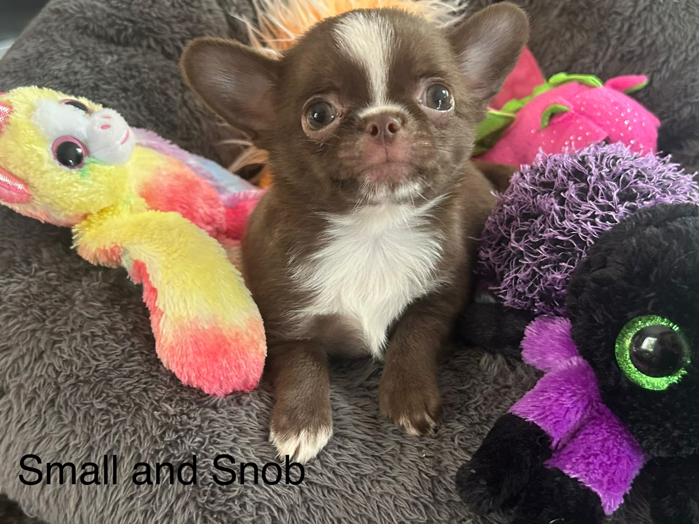 Small And Snob - Chiots disponibles - Chihuahua