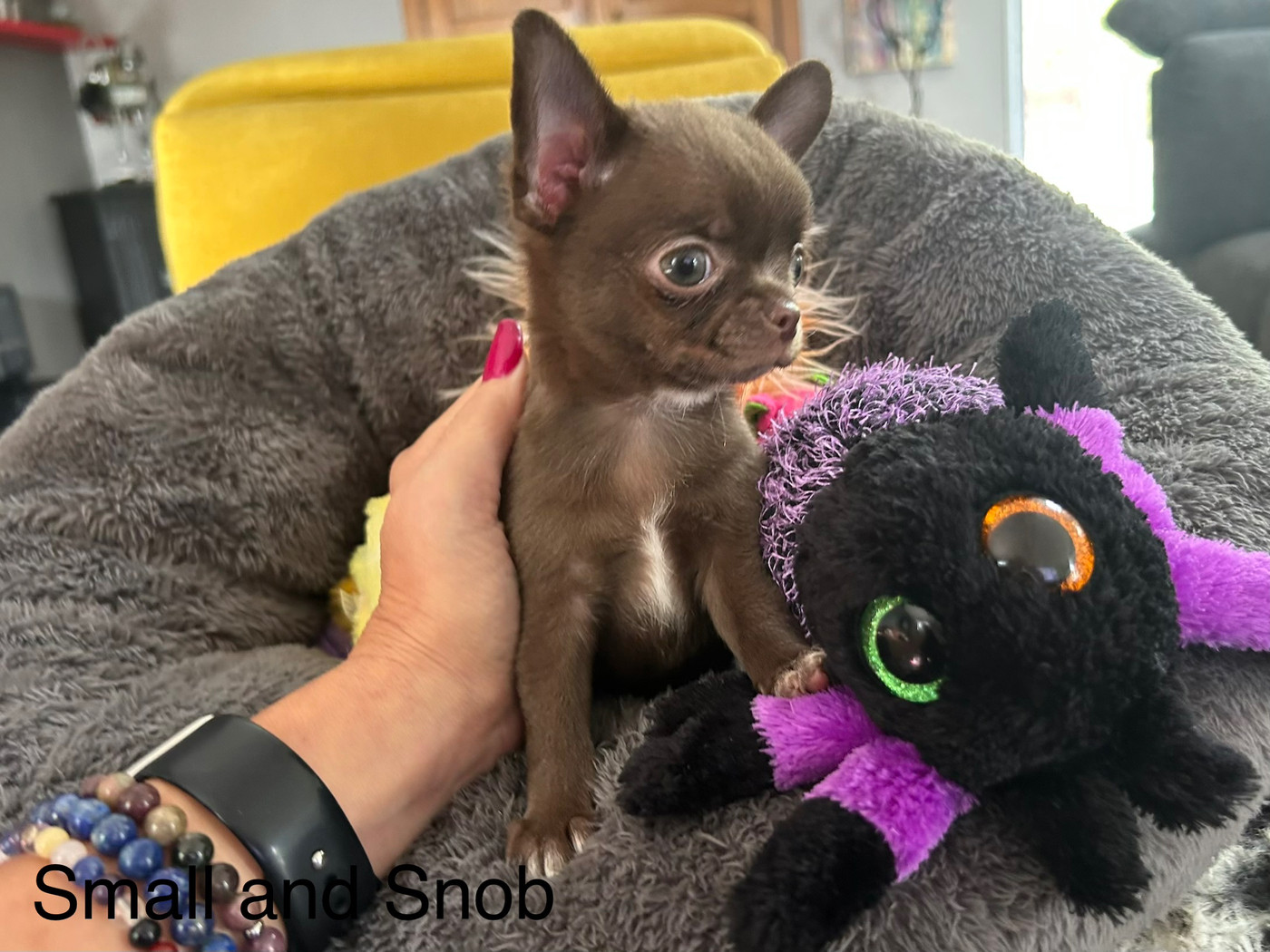 Small And Snob - Chiots disponibles - Chihuahua