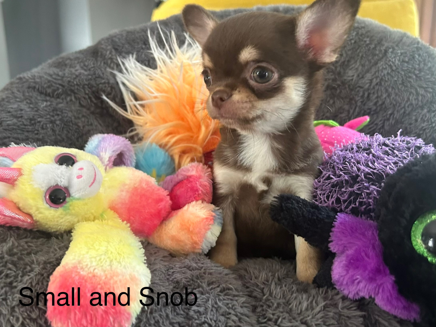 Small And Snob - Chiots disponibles - Chihuahua