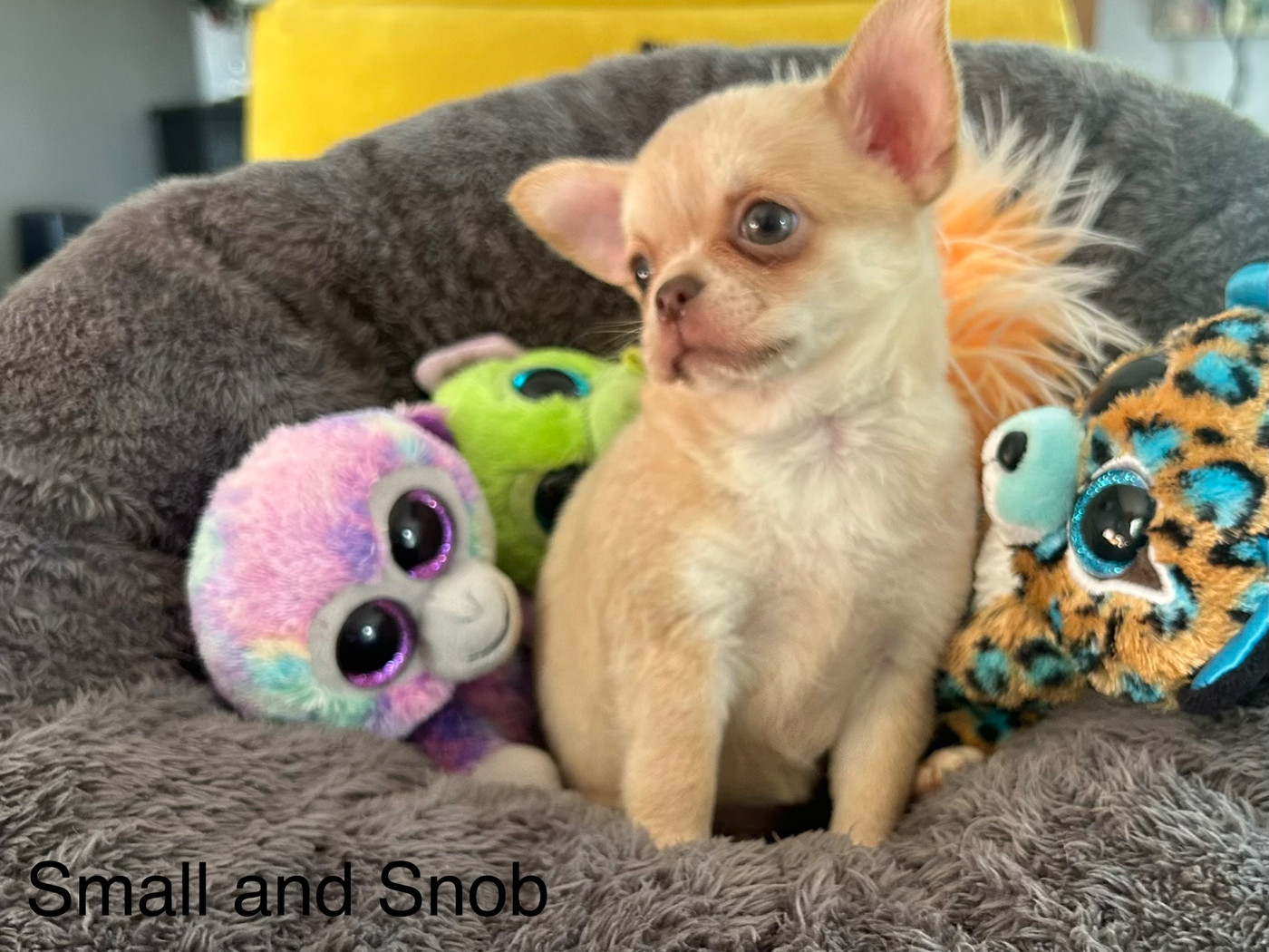 Small And Snob - Chiots disponibles - Chihuahua