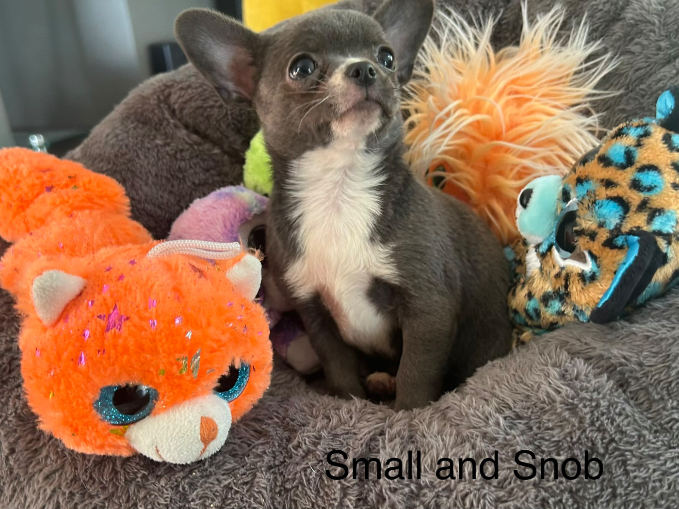 Small And Snob - Chiots disponibles - Chihuahua
