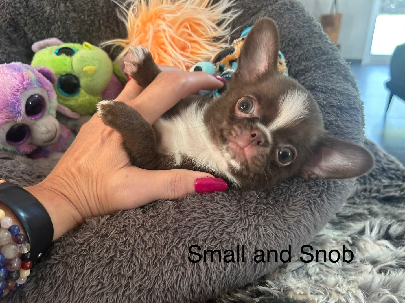 Small And Snob - Chiots disponibles - Chihuahua