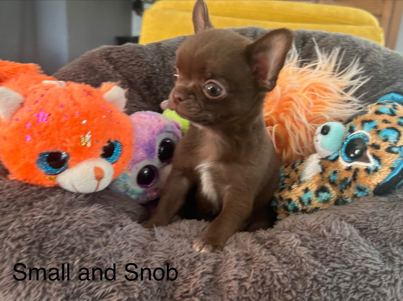 Small And Snob - Chiots disponibles - Chihuahua