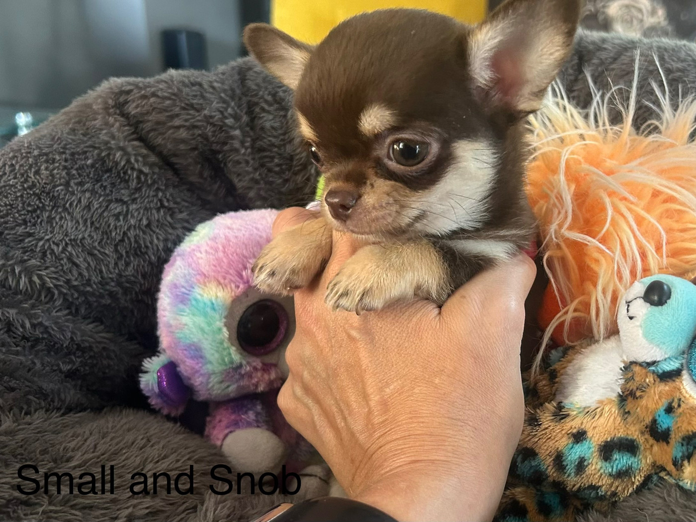 Small And Snob - Chiots disponibles - Chihuahua