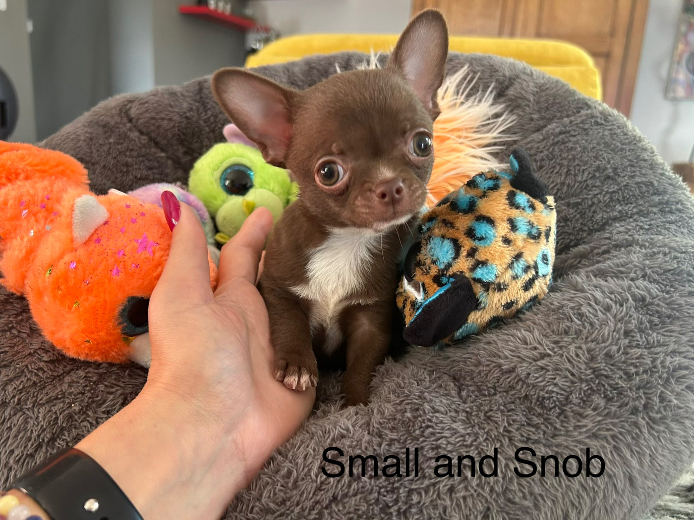 Small And Snob - Chiots disponibles - Chihuahua