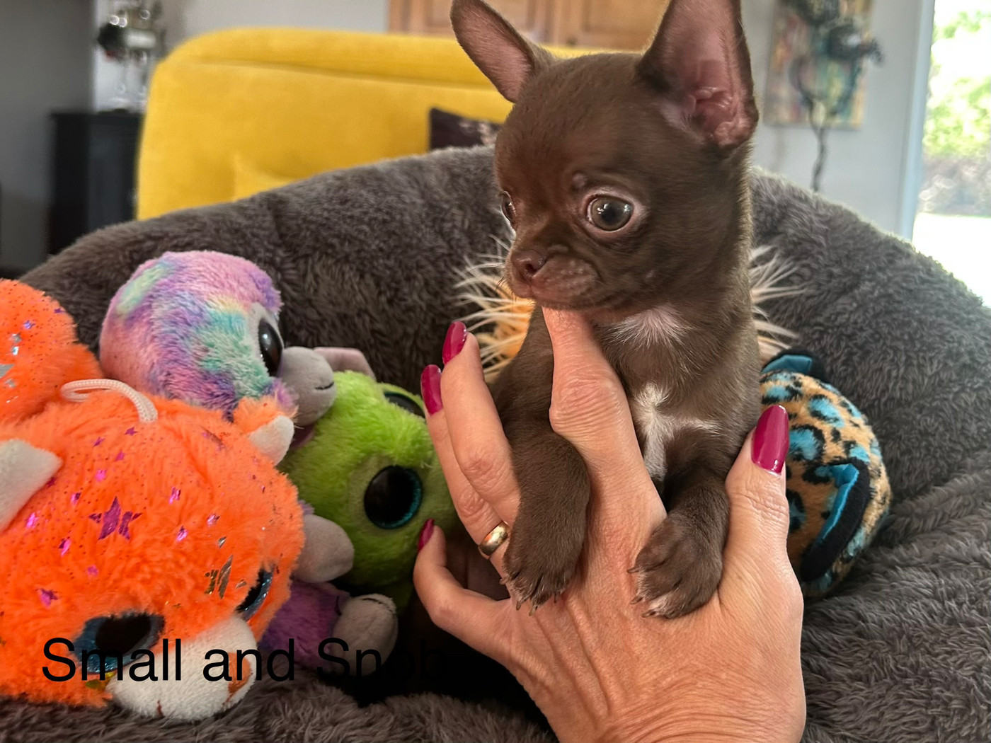 Small And Snob - Chiots disponibles - Chihuahua