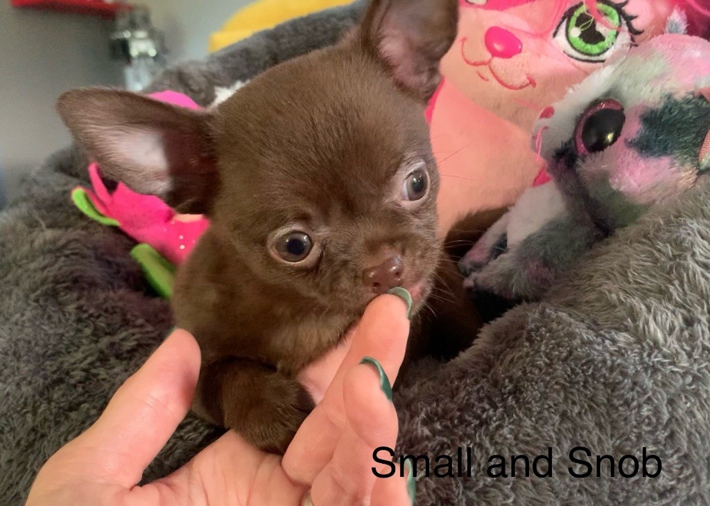Small And Snob - Chiots disponibles - Chihuahua