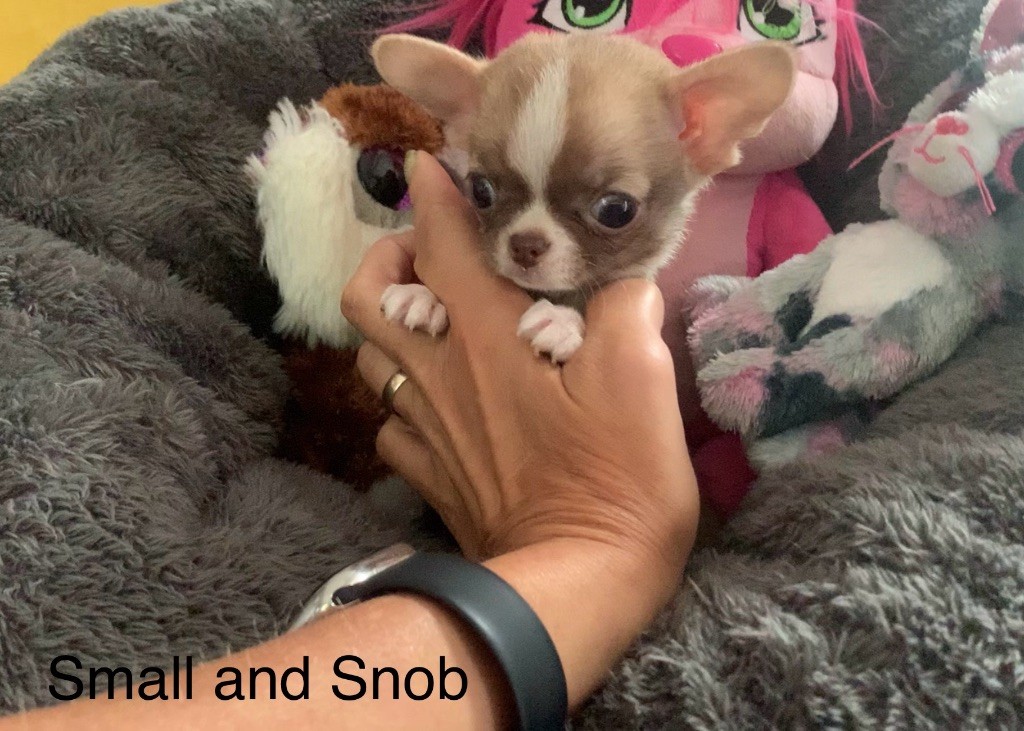Small And Snob - Chiots disponibles - Chihuahua