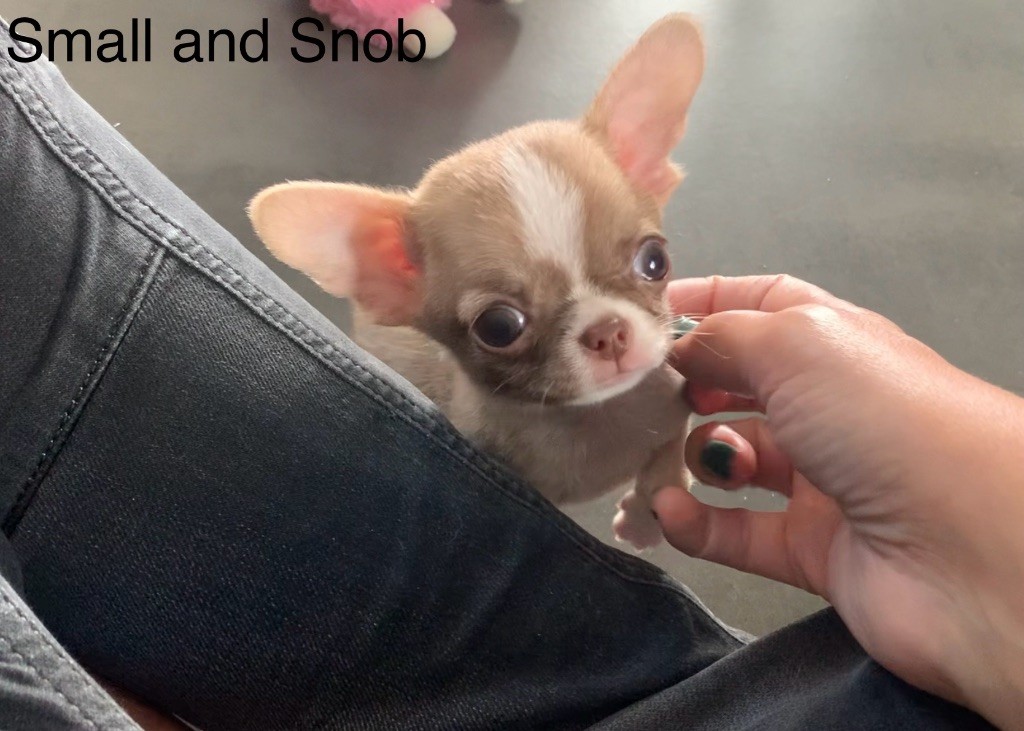 Small And Snob - Chiots disponibles - Chihuahua