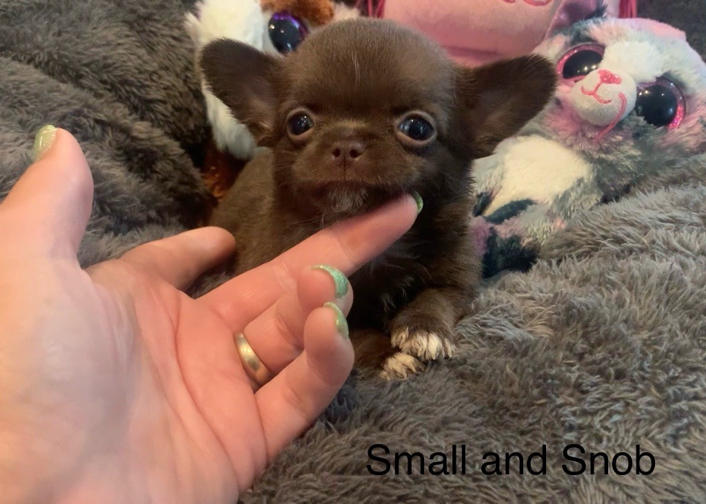 Small And Snob - Chiots disponibles - Chihuahua