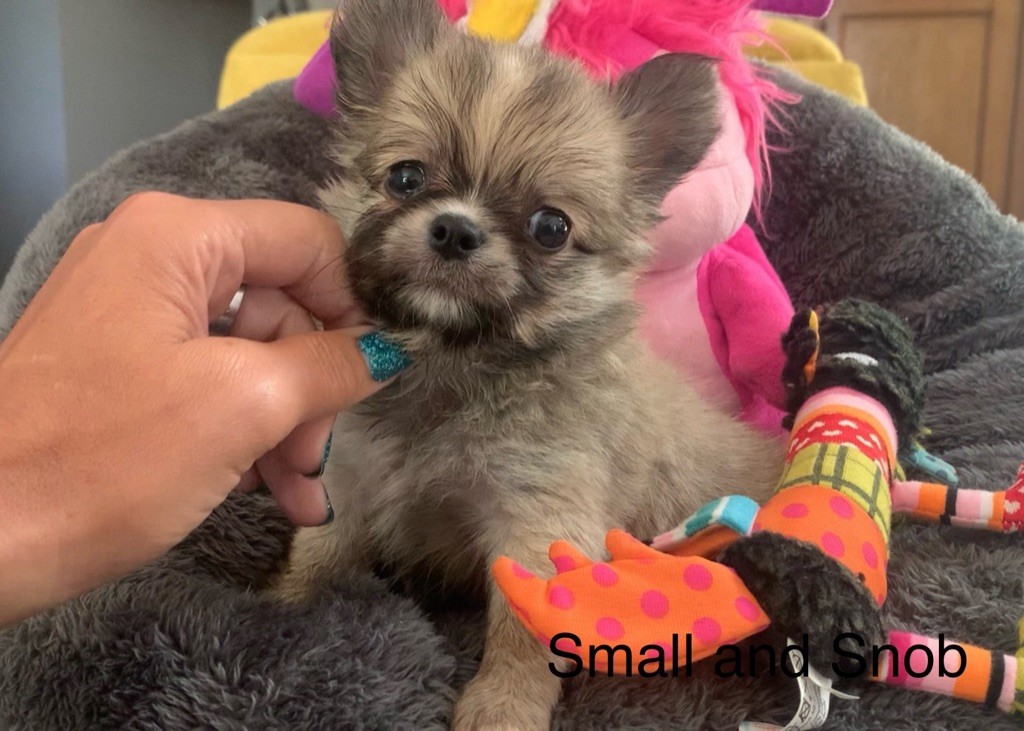Small And Snob - Chiots disponibles - Chihuahua