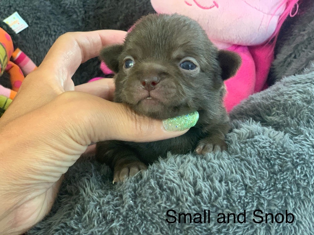Small And Snob - Chiots disponibles - Chihuahua