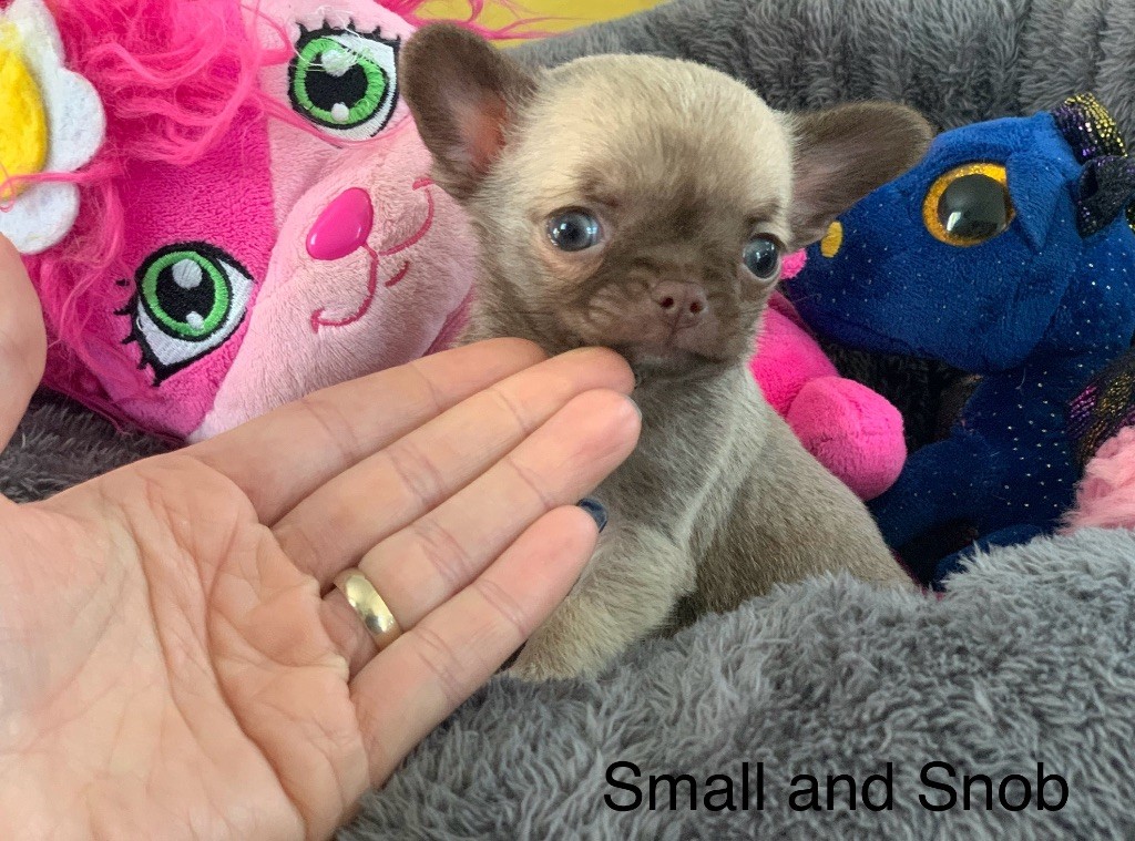 Small And Snob - Chiots disponibles - Chihuahua