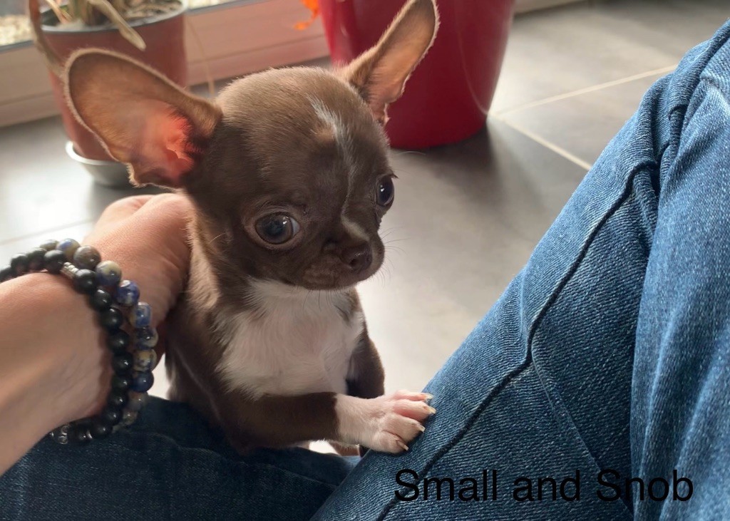 Small And Snob - Chiots disponibles - Chihuahua