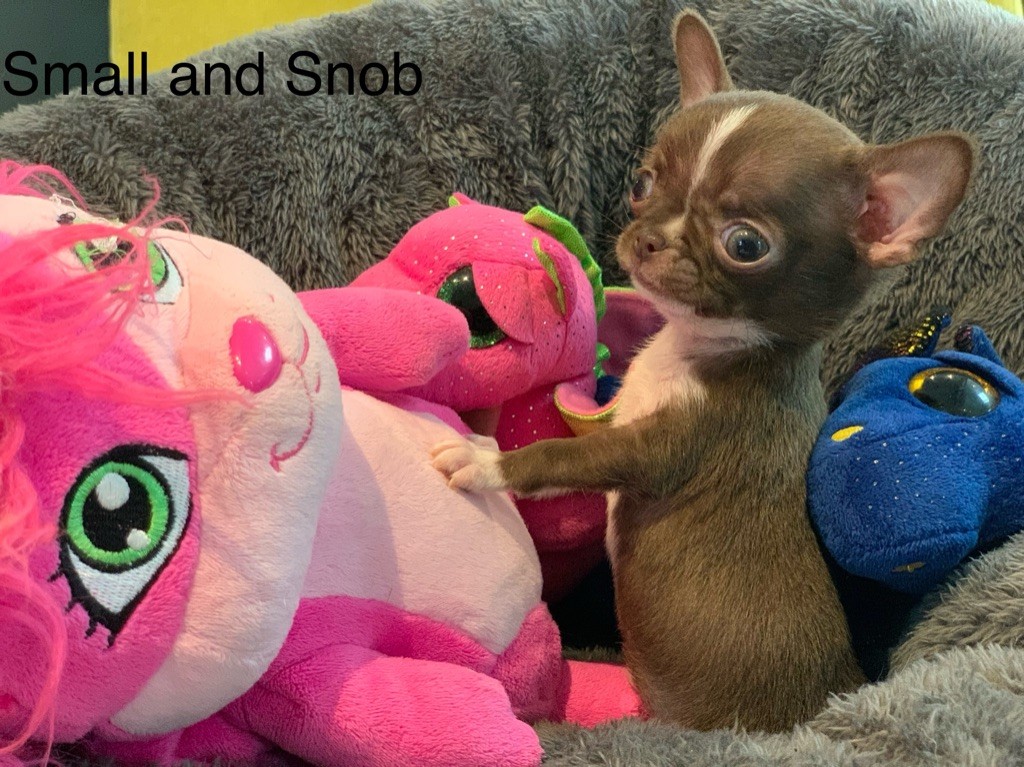 Small And Snob - Chihuahua - Portée née le 29/01/2025